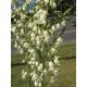 Juka karolińska - Yucca filamentosa